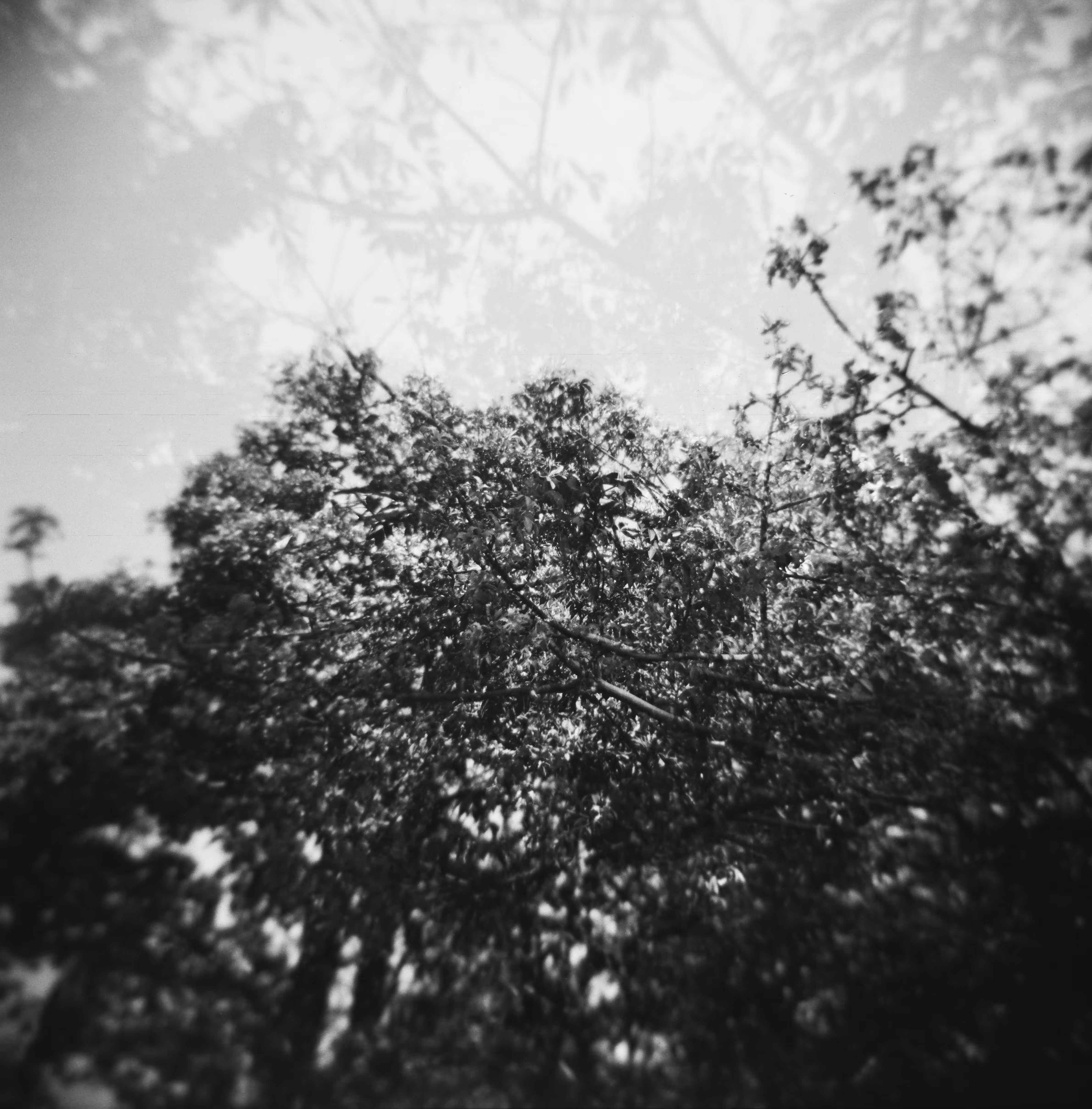 holga 120 sample